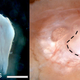 Image for article titled Scientists grow teeth from human urine because why the hell not